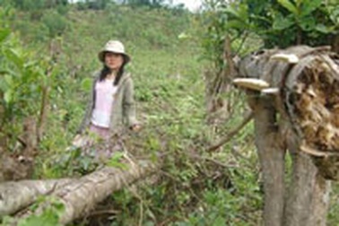 Một mình sơn nữ chống lại lâm tặc