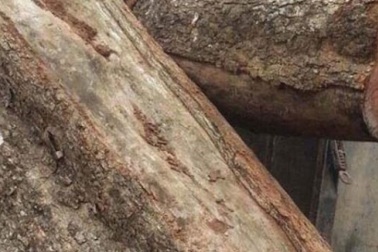 Chi 26 tỉ đồng, "cụ" sưa 200 tuổi chính thức về nhà đại gia gỗ Đồng Kỵ