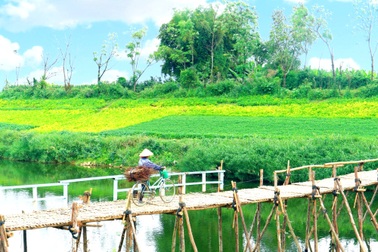 Giới trẻ háo hức check-in với cầu tre và cây cô đơn đẹp tựa phim