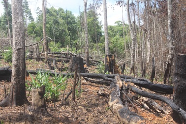 Xót xa những cánh rừng bị “cạo trọc, đốt sạch”