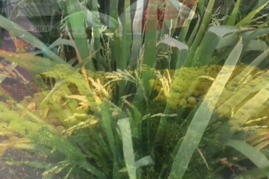 30 Tết, những cây kiểng ngoài đồng còn "ngập" trên phố