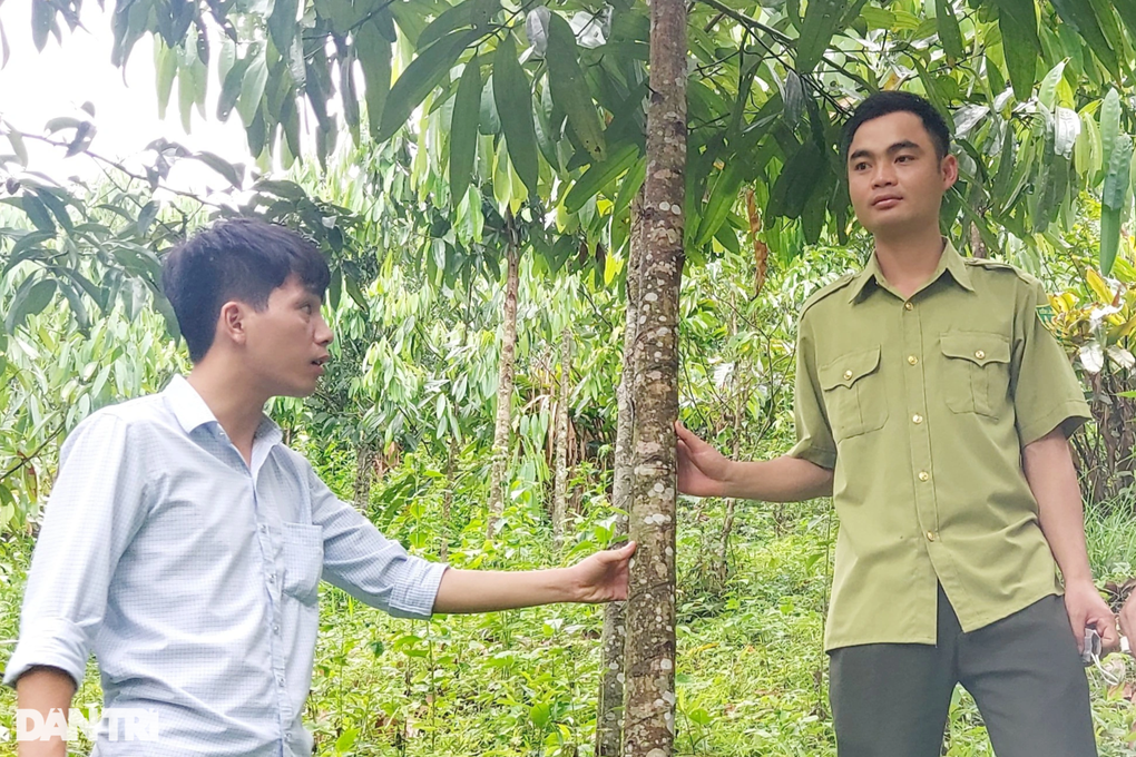 Hồi sinh loài cây biểu tượng đất Phủ Quỳ những năm 90 - 3 Hồi sinh loài cây biểu tượng đất Phủ Quỳ những năm 90 - 3