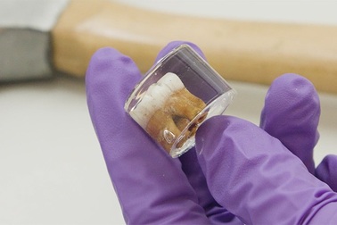 Răng người Neanderthal tiết lộ dấu hiệu tiếp xúc với chì sớm nhất