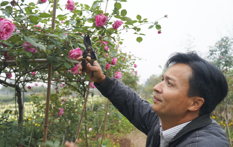 Chiêm ngưỡng gốc hồng cao tuổi giá 70 triệu đồng ở làng hoa Phù Vân - 8 Chiêm ngưỡng gốc hồng cao tuổi giá 70 triệu đồng ở làng hoa Phù Vân - 8