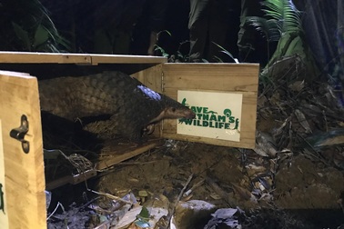 Thả 46 cá thể tê tê về môi trường tự nhiên