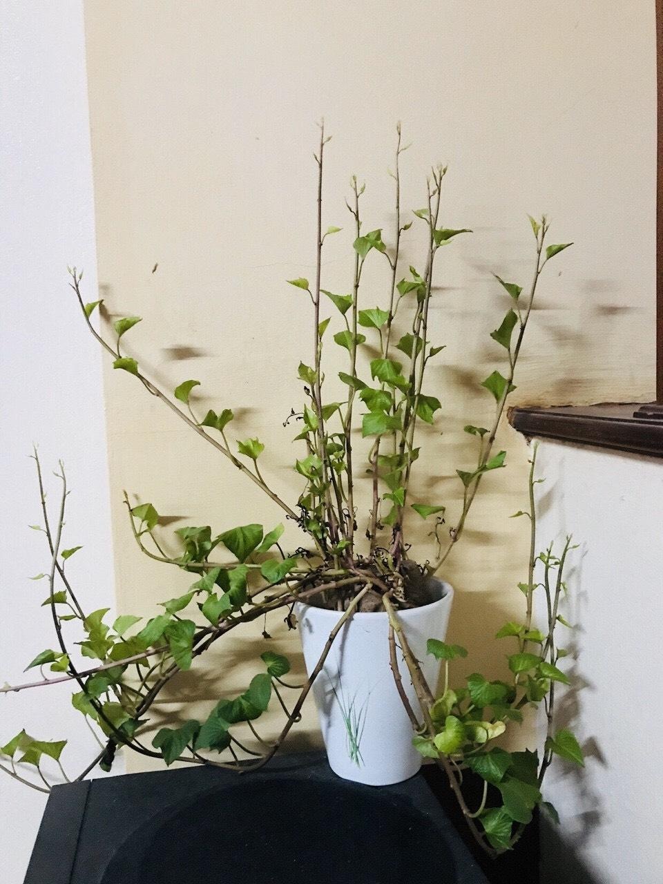 “Tuyệt chiêu” trang trí nhà cực đẹp với khoai lang, mùng tơi, mạ non - 2 “Tuyệt chiêu” trang trí nhà cực đẹp với khoai lang, mùng tơi, mạ non - 2