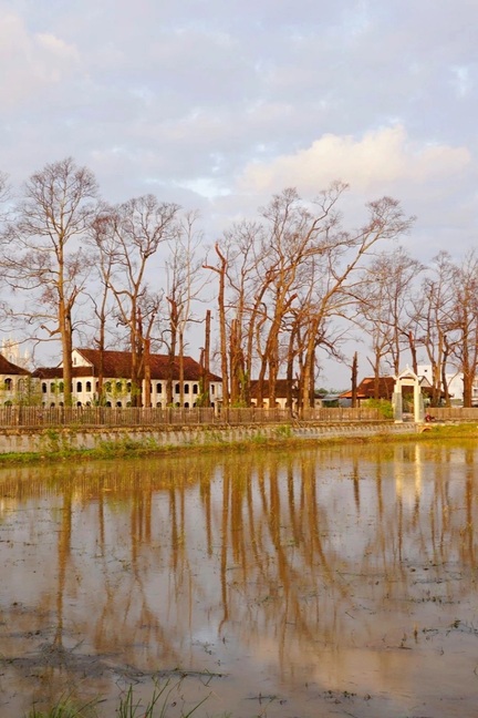 Hàng cây sao cổ thụ ở Làng Sông xác xơ sau bão, du khách nuối tiếc