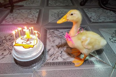 Chàng trai 9x bất ngờ trở thành "ông bố bất đắc dĩ" giữa mùa dịch