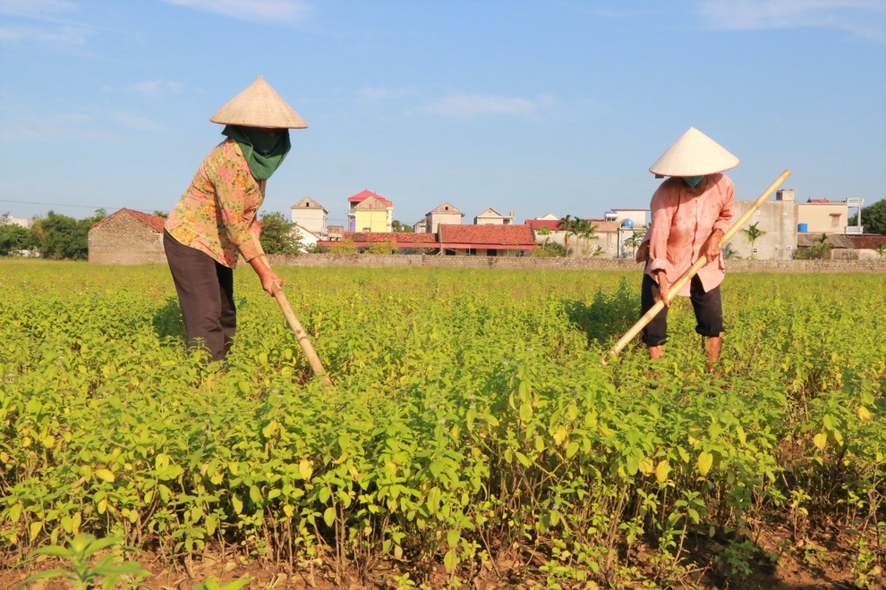 Bén duyên trồng dược liệu chưng cất tinh dầu, U40 thu tiền tỷ mỗi năm - 3 Bén duyên trồng dược liệu chưng cất tinh dầu, U40 thu tiền tỷ mỗi năm - 3