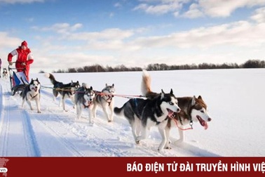 Xe chó kéo - Dịch vụ du lịch siêu "hot" ở Nga