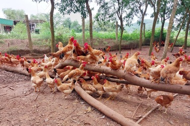 Đang làm việc lương nhiều người mơ ước, người đàn ông bỏ phố về quê nuôi gà