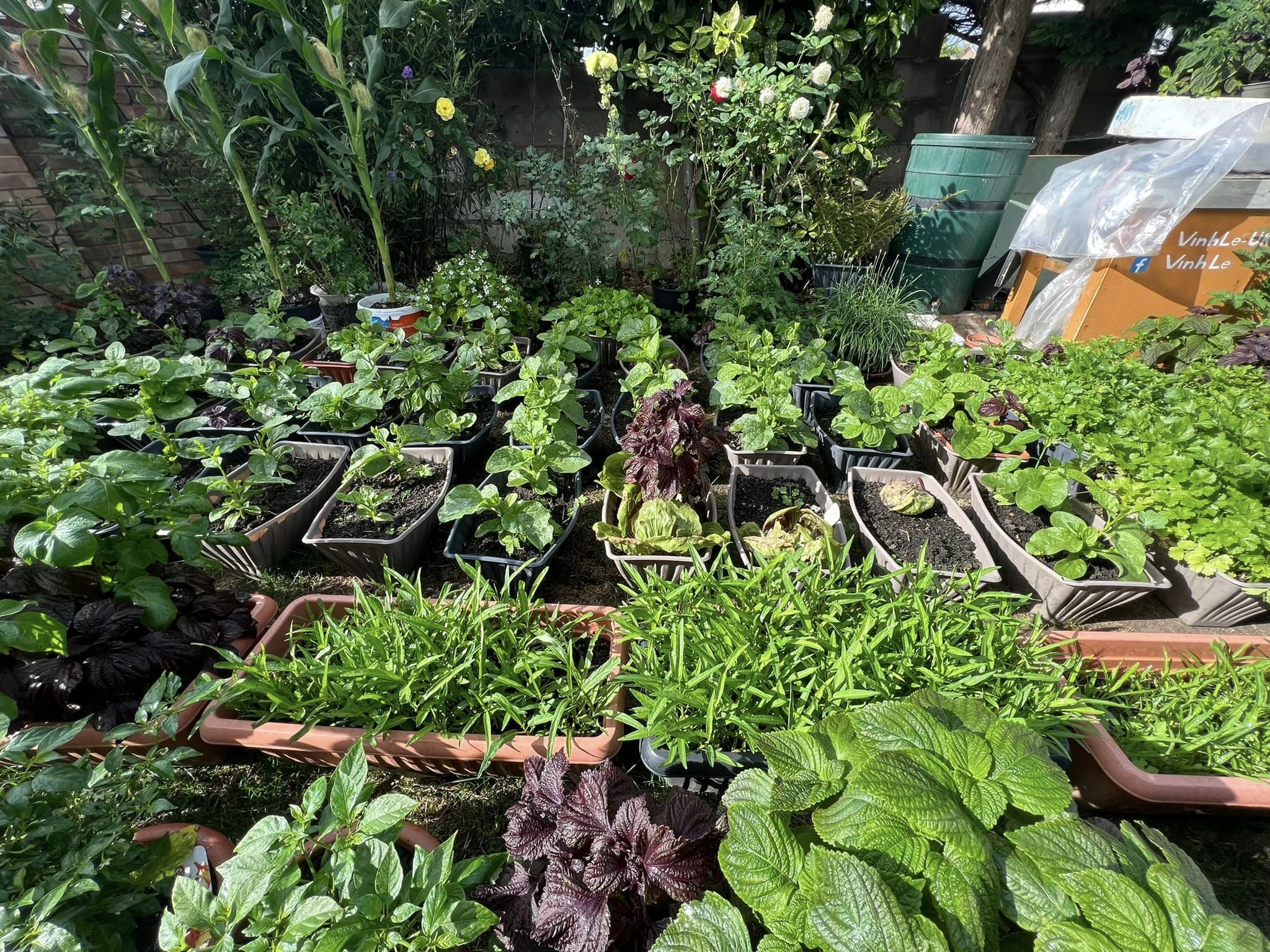 Ông bố Việt làm vườn di động hơn 100 loại rau, nấu đủ món đón Tết ở Anh - 3 Ông bố Việt làm vườn di động hơn 100 loại rau, nấu đủ món đón Tết ở Anh - 3