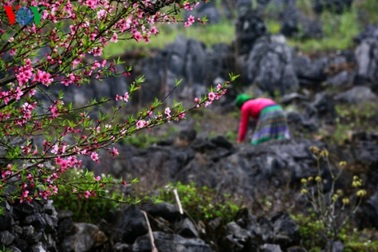 Cao nguyên đá Đồng Văn gia nhập Mạng lưới Công viên địa chất toàn cầu