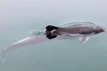 Cá heo liên tục xuất hiện trên vùng biển Quảng Ninh