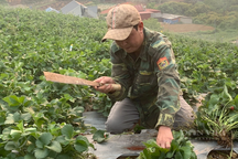 Dâu tây giá thấp "sập sàn", nông dân xót xa rủ nhau chặt bỏ