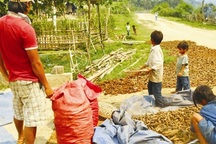 Lại hối hả đào rễ cây rừng bán cho thương lái Trung Quốc