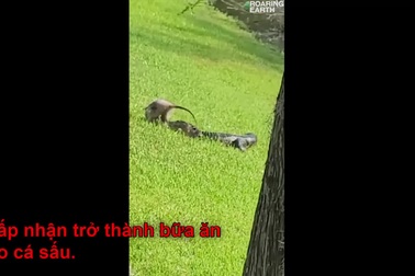 Cá sấu bất ngờ lao nhanh lên bờ tấn công chồn Opossum