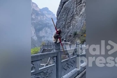 Hài hước hình ảnh chú khỉ hoang múa gậy giống như Tôn Ngộ Không