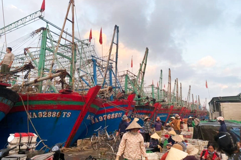 Ngư dân trúng mẻ cá hố tiền tỷ trong chuyến mở biển đầu năm - 2 Ngư dân trúng mẻ cá hố tiền tỷ trong chuyến mở biển đầu năm - 2