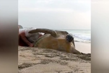 Ấm áp cảnh cặp đôi nỗ lực giải cứu rùa biển khổng lồ bị mắc kẹt giữa hai tảng đá