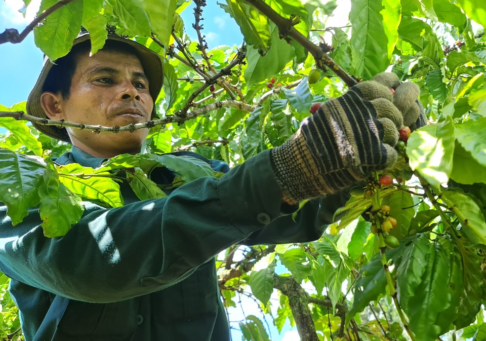Vất vả mưu sinh bằng nghề hái cà phê thuê ở Tây Nguyên - 1