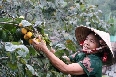 Hà Tĩnh: Hồng Yên Du được mùa, người dân phấn khởi “đếm quả, lấy tiền”
