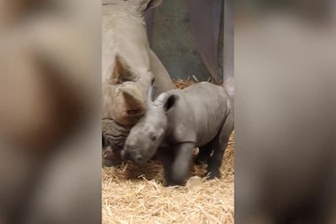 Hình ảnh đáng yêu của tê giác con mới sinh bên cạnh mẹ