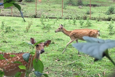 Dự án Trung tâm giống hươu Việt Nam “chết mòn”