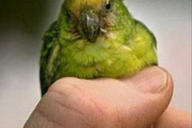 Phát hiện loài vẹt chỉ nhỏ bằng ngón tay cái