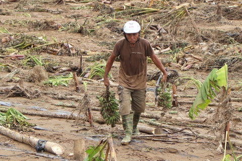 Làng rau tan hoang, nông dân trắng tay sau lũ lớn