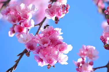 Hoa anh đào Nhật khoe sắc tuyệt đẹp dưới chân núi Fansipan