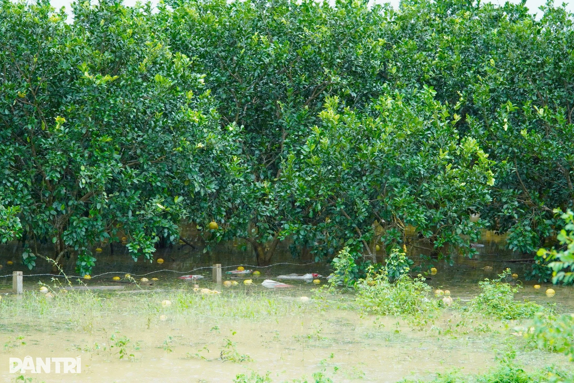 Nhà vừa khắc phục xong lại bị bão Bualoi tàn phá, người dân bật khóc nức nở - 7