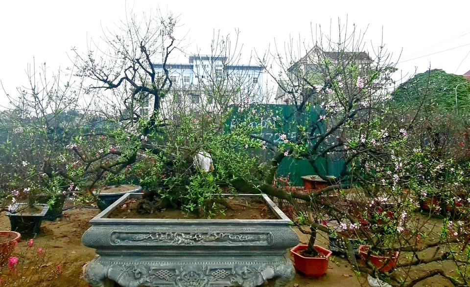 Cây đào phai, thế rồng bay được hét giá 200 triệu đồng - 1 Cây đào phai, thế rồng bay được hét giá 200 triệu đồng - 1
