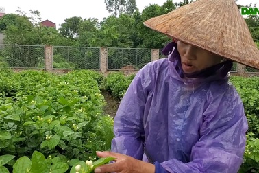 Chia sẻ của nông dân trồng hoa nhài ở Phù Lỗ, Sóc Sơn, Hà Nội