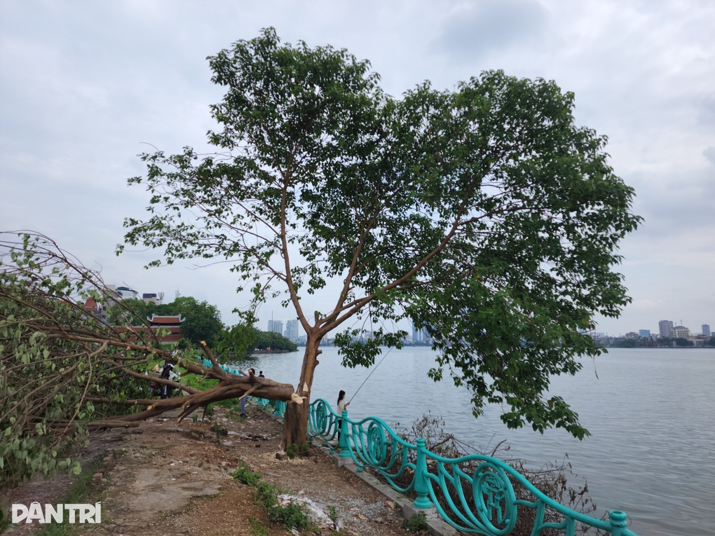 Công an truy tìm người phá hoại cây cô đơn ở Hồ Tây - 1 Công an truy tìm người phá hoại cây cô đơn ở Hồ Tây - 1