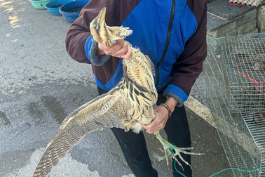 Bộ TN&MT đề nghị kiểm tra, thanh tra các nhà hàng chim trời