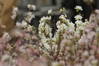 Hoa anh đào Nhật Bản “đổ bộ” về thủ đô