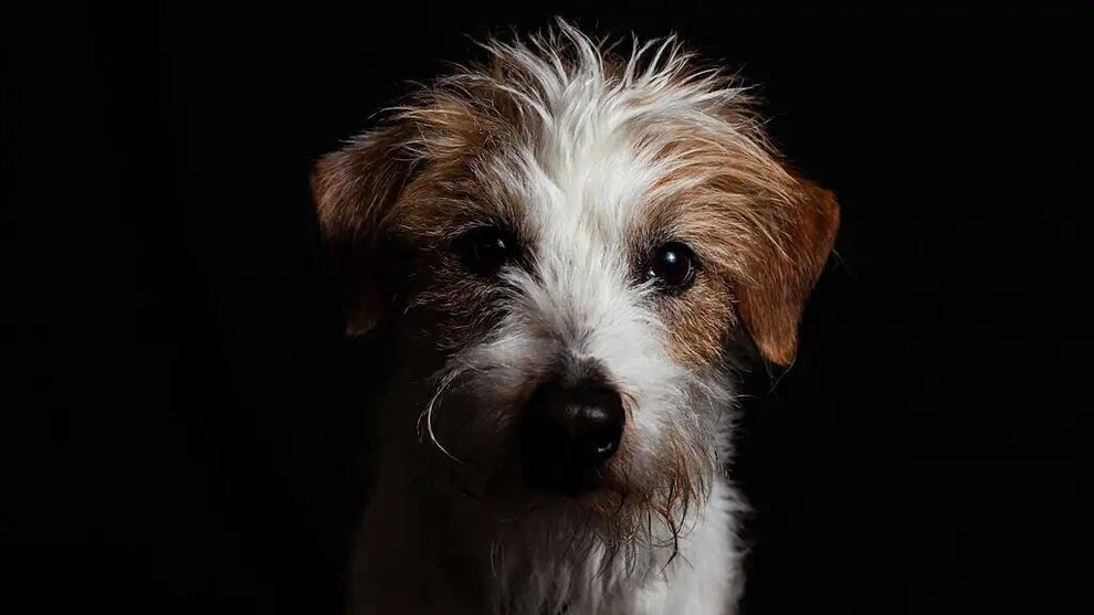 Khoa học chứng minh chủ nuôi hoàn toàn hiểu nhầm về cảm xúc thực sự của chó - 1