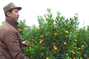 Thị trường cây cảnh Tết: Bắc rộn ràng, Nam điêu đứng