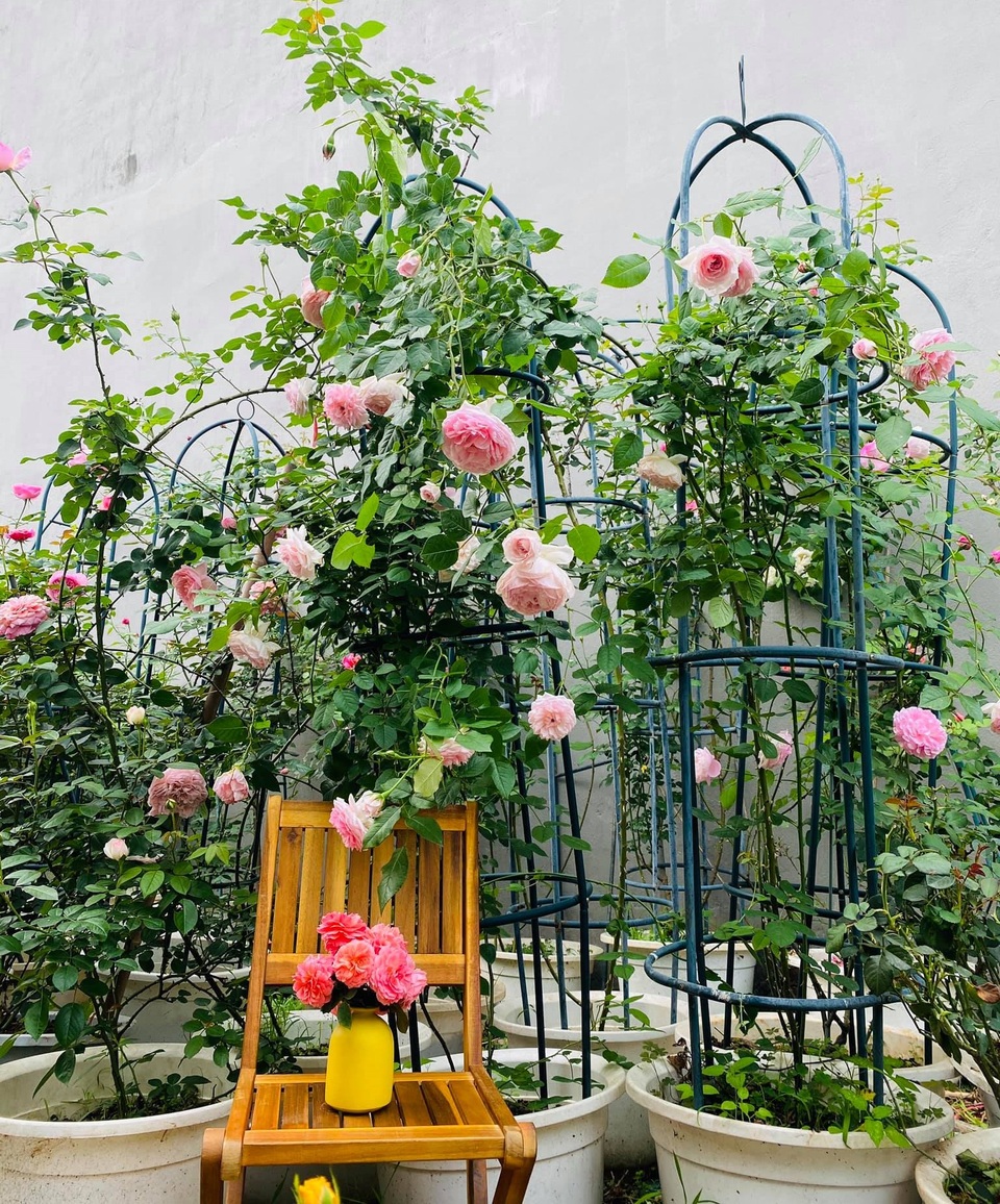 Vườn hồng trăm gốc nhập ngoại quý hiếm của mẹ đảm xinh đẹp ở Hà Giang - 10 Vườn hồng trăm gốc nhập ngoại quý hiếm của mẹ đảm xinh đẹp ở Hà Giang - 10