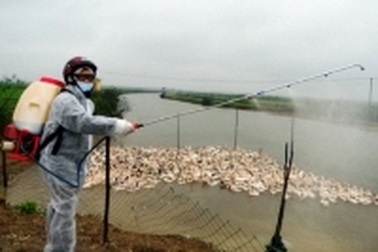 Quảng Bình: Tiêu hủy 2.270 con gia cầm bị nhiễm cúm H5N1