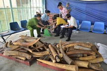 Phó Thủ tướng chỉ đạo làm rõ đường dây vận chuyển trái phép ngà voi