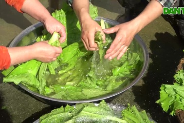 Thầy trò vùng cao "tăng gia sản xuất" từ những luống rau sạch