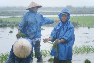 Nông dân “cắn răng” ra đồng cày cấy 