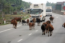 Hà Tĩnh báo cáo gấp Ủy ban ATGT Quốc gia về tình trạng trâu bò thả rông