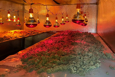 Đột kích "xưởng" cần sa ở Gia Lai