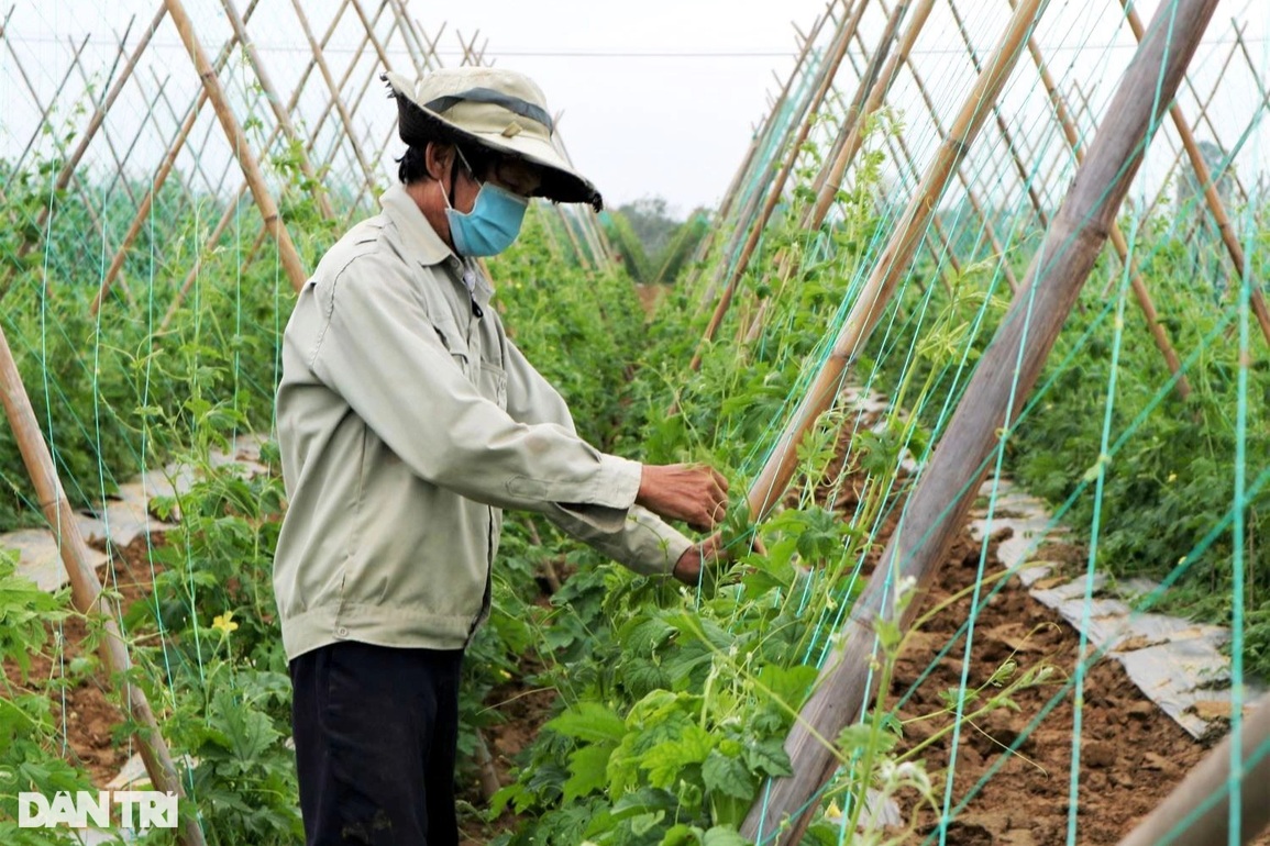 Nông dân làng rau lớn nhất Quảng Nam đội mưa lạnh, tất bật lo vụ Tết - 4 Nông dân làng rau lớn nhất Quảng Nam đội mưa lạnh, tất bật lo vụ Tết - 4