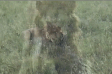 Khoảnh khắc sư tử nhịn đau “xơi tái” nhím