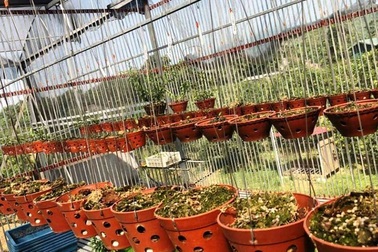 Trộm “khoắng sạch” vườn lan tiền tỷ của người dân ở Hòa Bình