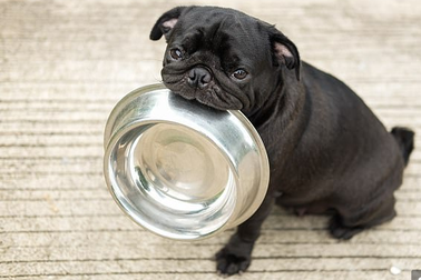 Cách vật nuôi nhận biết về thời gian